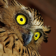 Illustration for article titled Ornithologists Attribute Owls’ Nocturnal Lifestyle To Hard Cocaine Habit